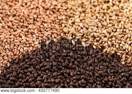 Malted Grain Close Up. Mixed Varieties Of Malted Grain On A Gray Background. Close-up. Top View. Fla