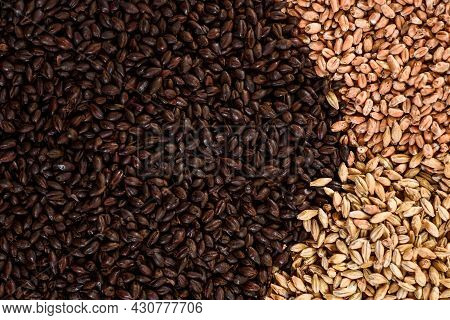 Malted Grain Close Up. Mixed Varieties Of Malted Grain On A Gray Background. Close-up. Top View. Fla