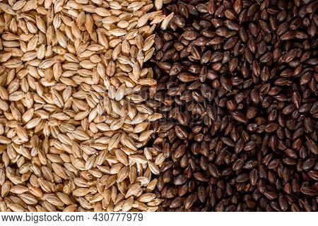 Malted Grain Close Up. Mixed Varieties Of Malted Grain On A Gray Background. Close-up. Top View. Fla