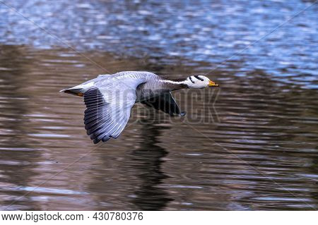 The Bar-headed Goose Flying Over A Lake At Munich. Anser Indicus Breeds In Central Asia In Colonies 