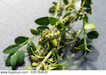 The Green Boxwood Moth Caterpillar Cydalima Perspectalis