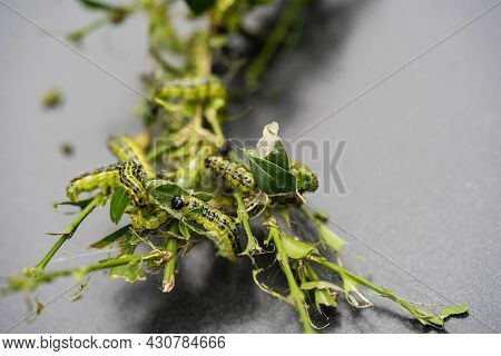 The Green Boxwood Moth Caterpillar Cydalima Perspectalis