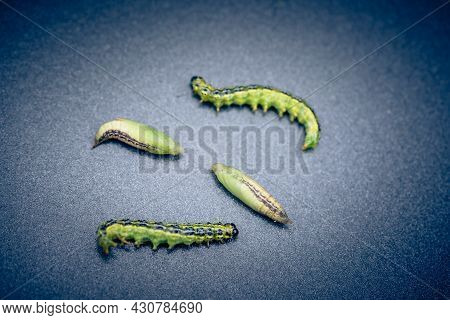 The Green Boxwood Moth Caterpillar Cydalima Perspectalis