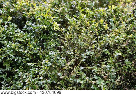 The Green Boxwood Moth Caterpillar Cydalima Perspectalis