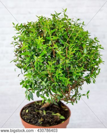 The Plant Is An Ordinary Myrtle (latin Mýrtus Commúnis) With Small Green Leaves In A Clay Pot On A W