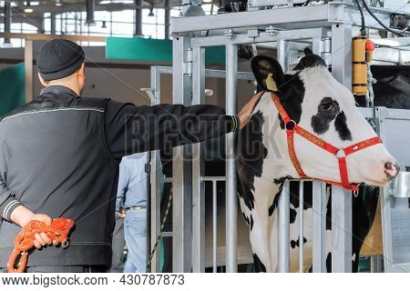 Farm Worker Trying To Calm Down Scared Black And White Holstein Cow At Trade Show. Farming, Sufferin