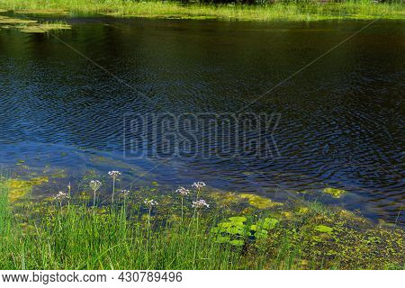 An Algal Bloom, The Water In The River, Pond Bloomed, The Appearance Of A Lot Of Green Algae, Grass,
