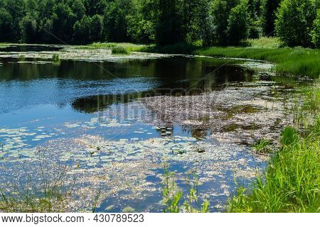 An Algal Bloom, The Water In The River Bloomed, The Appearance Of A Lot Of Green Algae, Grass, Water