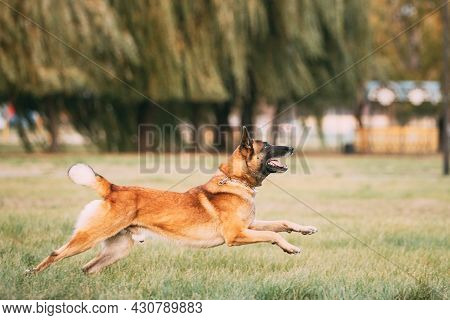 Malinois Dog Play Jumping Running Outdoor In Park. Belgian Sheepdog Are Active, Intelligent, Friendl