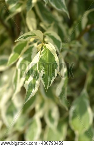Wedding Cake Tree Leaves - Latin Name - Cornus Controversa Variegata