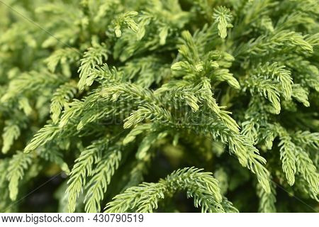 Japanese Cedar Globosa Nana - Latin Name - Cryptomeria Japonica Globosa Nana