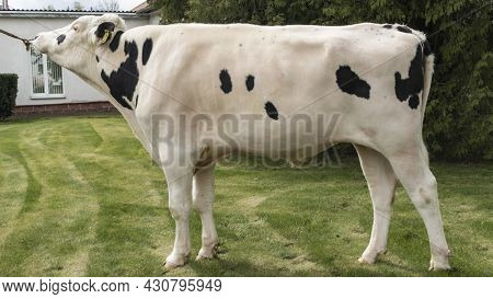 Bull-producer In The Show Rack. Images For The Agricultural Catalog. Production Of Sperm For Insemin