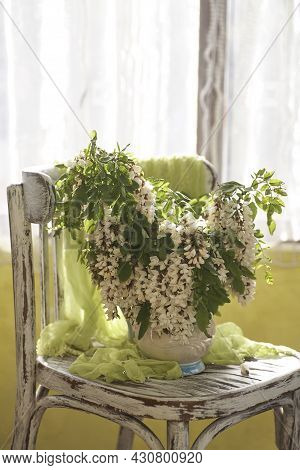 Acacia Flowers In White Vase. Still Life Wit Acacia Flowers On Vintage Shair.
