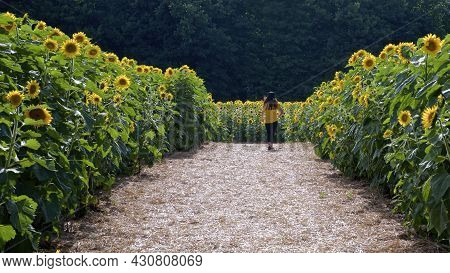Beaverton, Ontario / Canada - 16/08/2021: A Girl Walking In The Sunflower Farm