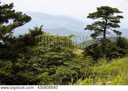 View Of Appalachian Mountains From Whitetop Mountain In Virginia