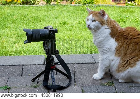 Joke, Cats With A Camera In The Backyard Have A Photo Session And Take Pictures Of Each Other