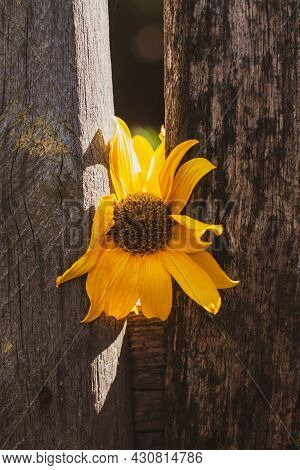 Yellow Flower On Old Wooden Fence. Vintage Wallpaper, Floral Rustic Desktop Screensaver Countryside 