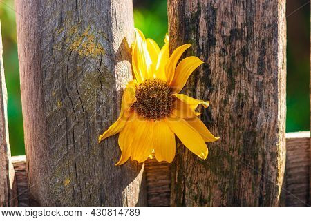 Yellow Flower On Old Wooden Fence. Vintage Wallpaper, Floral Rustic Desktop Screensaver Countryside 