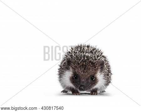 Cute Full Mask African Pygme Hedgehog, Standing Facing Front. Looking Straight To Camera. Isolated O
