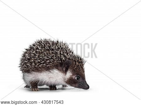 Cute Full Mask African Pygme Hedgehog, Standing Facing Front. Looking Side Ways Away From Camera. Is