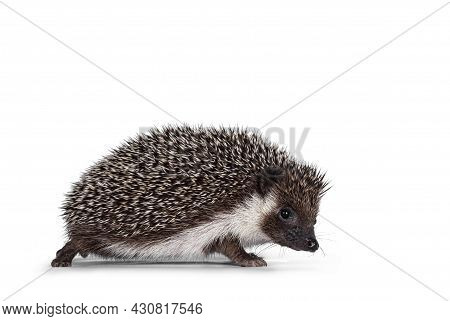 Cute Full Mask African Pygme Hedgehog, Standing Side Ways. Looking To Camera. Isolated On White Back