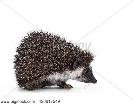 Cute Full Mask African Pygme Hedgehog, Standing Side Ways. Looking Straight Ahead. Isolated On White