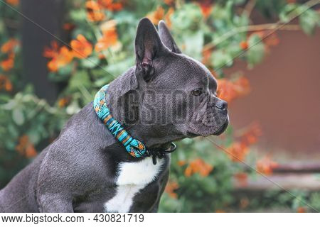 Good Example Of Brachycephalic French Bulldog Dog With Long Healthy Nose