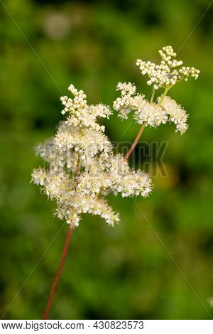 Close Up Of A Meadowsweet (filipendula Ulmaria) Flowers In Bloom