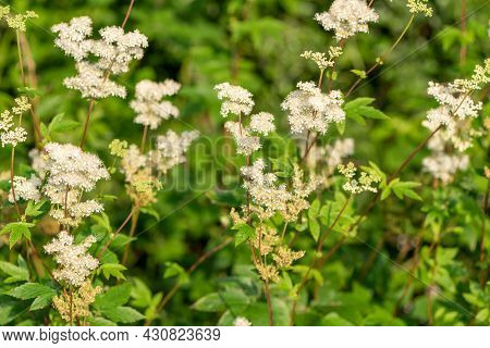 Meadowsweet (filipendula Ulmaria) Flowers