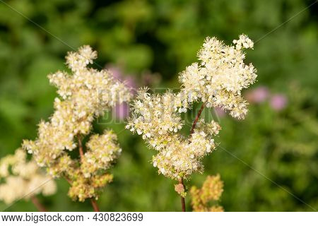 Meadowsweet (filipendula Ulmaria) Flowers