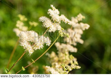 Meadowsweet (filipendula Ulmaria) Flowers