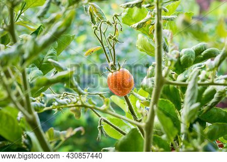 Fresh Unripe Red Tomatoes Growing In Farm. Red Cocktail Size Tomato Growing On Tree. Tomatoes Hangin