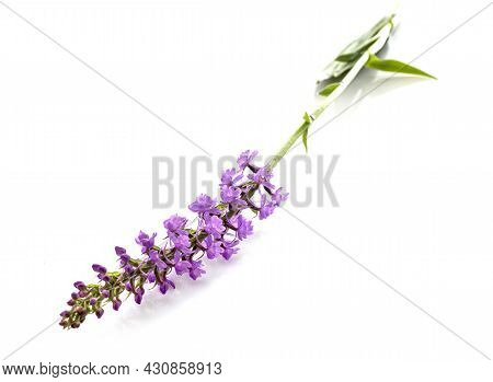 Orchis Mascula In Front Of White Background