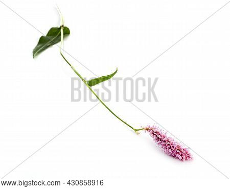 Bistorta Officinalis In Front Of White Background