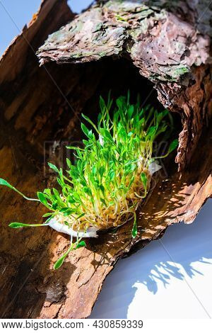 Young Green Plants On Tree Bark. Ecology And Environmental Conversation. Earth Day Concept. Global P