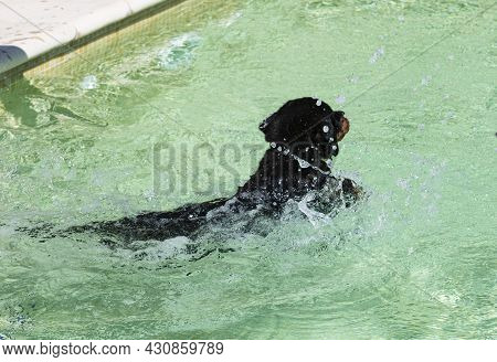 Puppy Rottweiler Near Swimming Pool In Summer
