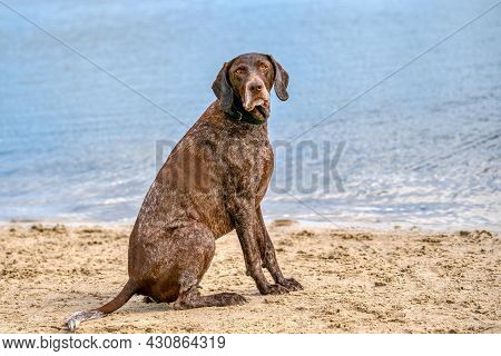 German Short Haired Pointer, Gsp Dog Sits On The Beach Of A Lake During A Summer Day. He Looks At Th