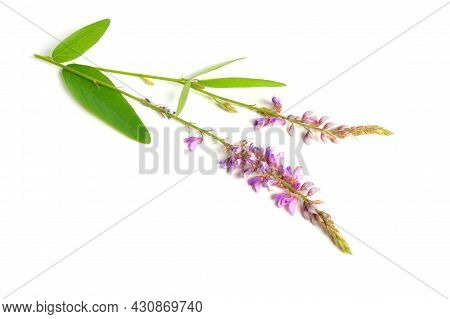 Desmodium Canadense. Its Common Names Include Showy Tick-trefoil, Canadian Tick-trefoil, And Canada 