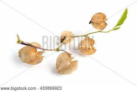Nicandra Physalodes. It Is Known By The Common Names Apple-of-peru And Shoo-fly Plant. Isolated