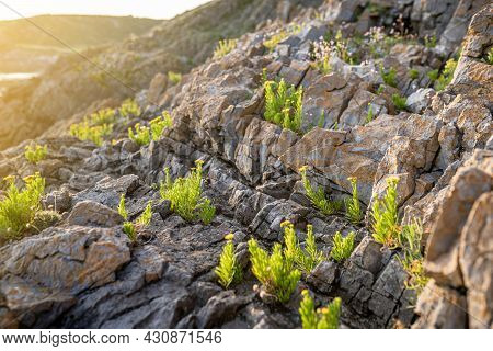 Golden Samphire Or Limbarda Crithmoides Yellow Flowers Blooming On Sea Cliff At Sunset In Wales, The