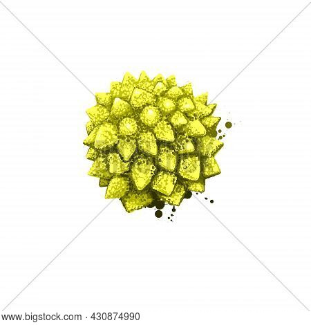 Broccoflower Isolated On White. Digital Art Illustration. Romanesco Broccoli With Striking And Unusu