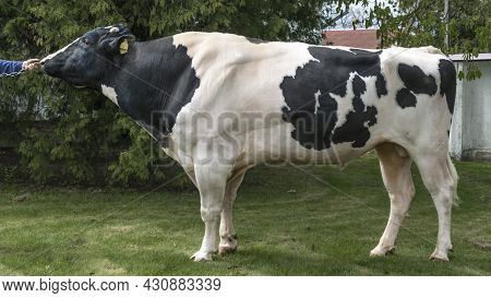 Bull-producer In The Show Rack. Images For The Agricultural Catalog. Production Of Sperm For Insemin