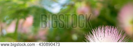 Close-up Of The Fies And Flowers Of The Southern Tree Albitsia Lenkoran On A Blurred Background