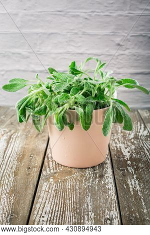 Sideritis clandestina in a pot - Sideritis known as mountain tea used in herbal medicine as herbal tea plant