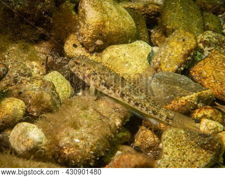 A Sandy Goby, Pomatoschistus Minutus, In The Sound, The Water Between Sweden And Denmark