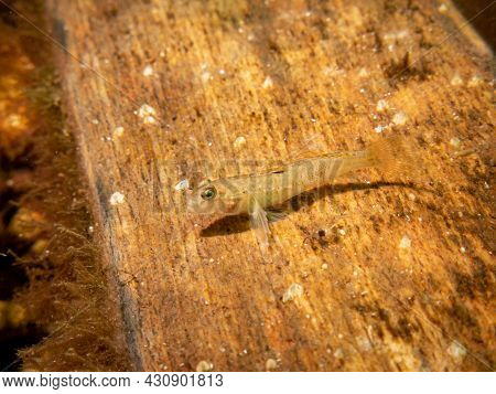 Crystallogobius Linearis, The Crystal Goby. Picture From The Sound, Malmo Sweden
