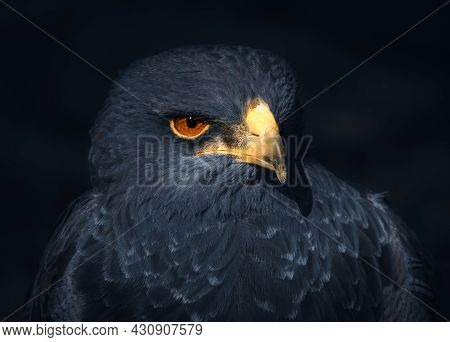 An Atmospheric Portrait Of A Grey Eagle-buzzard, Also Known As A Black-chested Buzzard-eagle