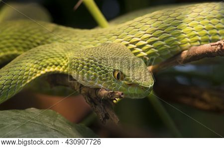 Close Up Shot Of A Rowley's Palm Pit Viper
