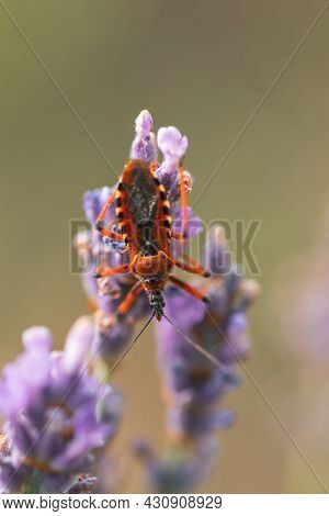 Macro Of Black And Red Assassin Bug Rhynocoris Iracundus On Lavender Flower