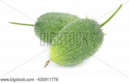 Ecballium Isolated On White Background. Ecballium Elaterium Or Wild Cucumber Pods.